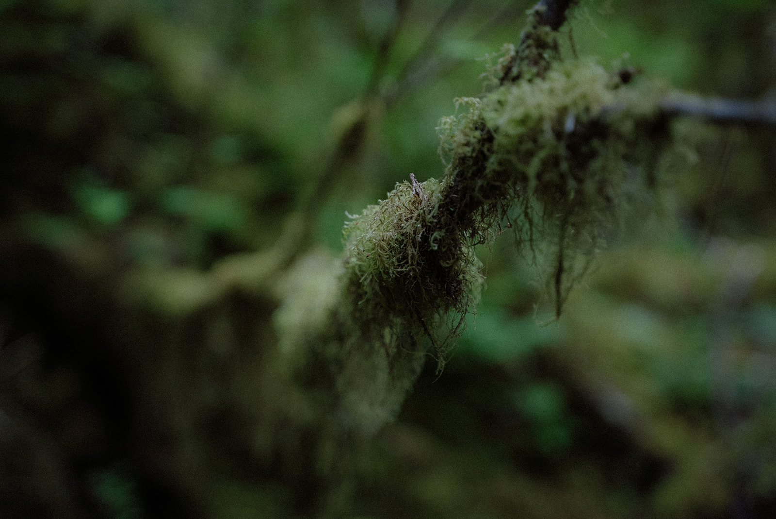 Walking through the Hoh Rain Forest in Olympic National Park, the trip that inspired my documentary family photography philosophy.