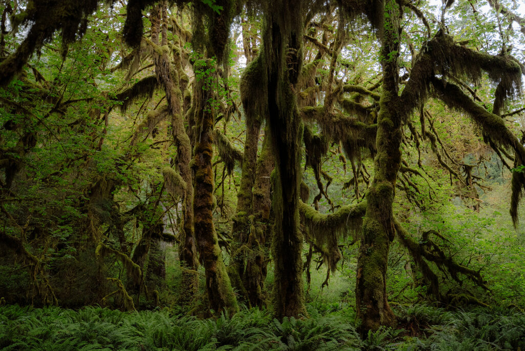 Moss-covered trees in the Hoh Rain Forest in Washington.