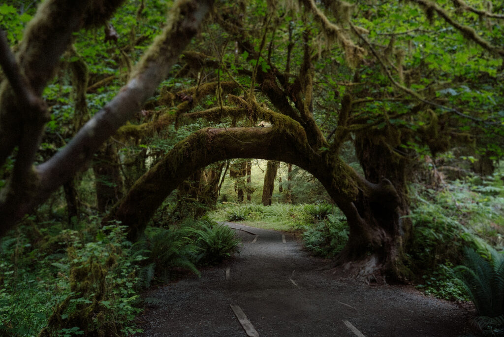 Moss-covered trees in the Hoh Rain Forest in Washington.