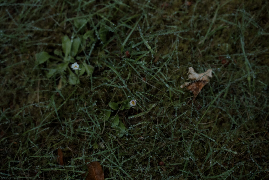 Quiet details from Washington that inspired my documentary approach to family photography.